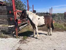 Horse for Sale - Photo 3