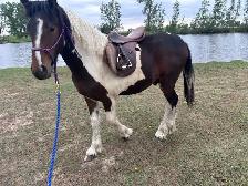 Horse for Sale - Photo 4