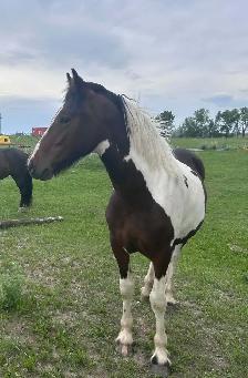 Horse for Sale - Photo 5