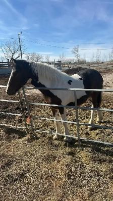 Horse for Sale - Photo 6