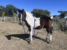 Horse for Sale - Photo 7