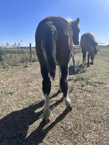 Horse for Sale - Photo 8