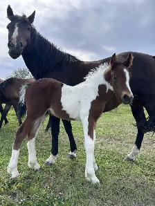 Horse for Sale - Photo 9