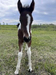 Horse for Sale - Photo 10