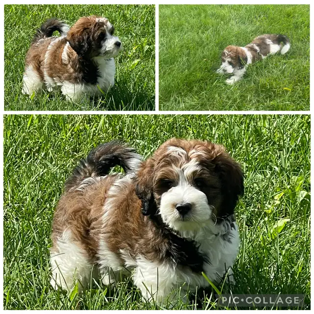 ♥️♥️Shihpoo loves♥️♥️