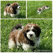 ♥️♥️Shihpoo loves♥️♥️