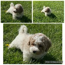 ♥️♥️Shihpoo loves♥️♥️ - Photo 2