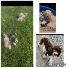 ♥️♥️Shihpoo loves♥️♥️ - Photo 3