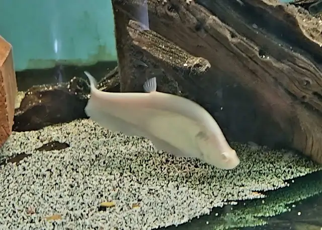 golden albino royal clown knife fish 6.5'