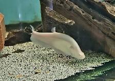 golden albino royal clown knife fish 6.5'