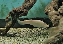 golden albino royal clown knife fish 6.5' - Photo 2