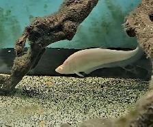 golden albino royal clown knife fish 6.5' - Photo 3