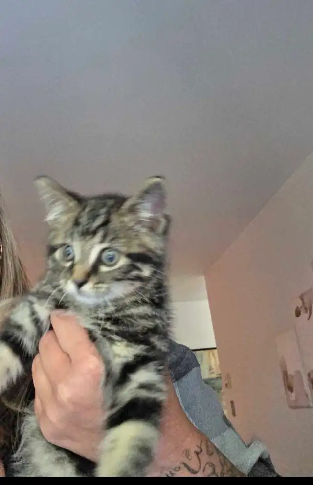 chaton male 2 mois prêt a partir