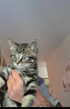 chaton male 2 mois prêt a partir