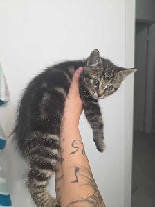 chaton male 2 mois prêt a partir - Photo 2