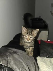 chaton male 2 mois prêt a partir - Photo 3