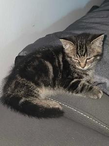 chaton male 2 mois prêt a partir - Photo 6
