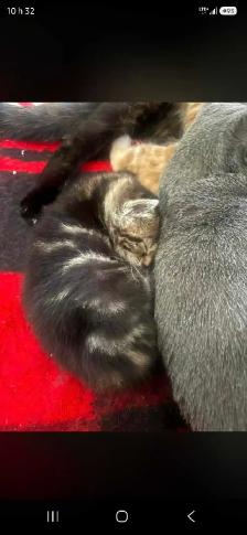 chaton male 2 mois prêt a partir - Photo 7