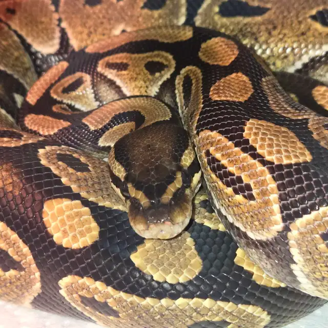 Reptile Rescue & Sanctuary