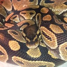 Reptile Rescue & Sanctuary