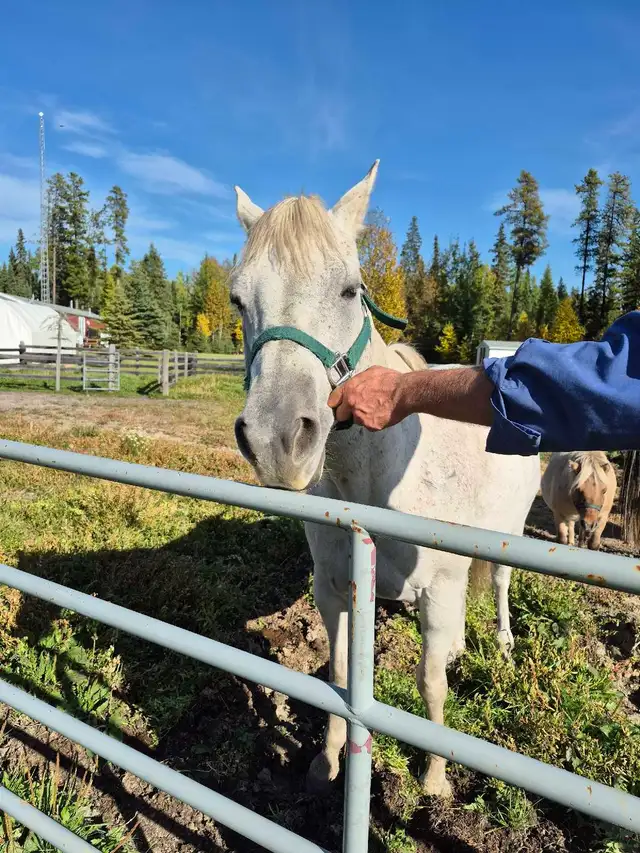 15 year old Gray Mare
