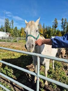 15 year old Gray Mare