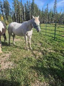 15 year old Gray Mare - Photo 2