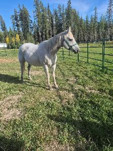 15 year old Gray Mare - Photo 3