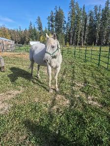 15 year old Gray Mare - Photo 4