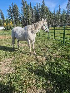 15 year old Gray Mare - Photo 5