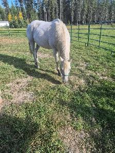 15 year old Gray Mare - Photo 6