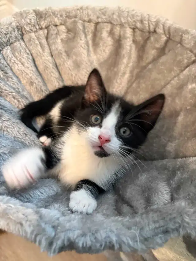 sweet kitten