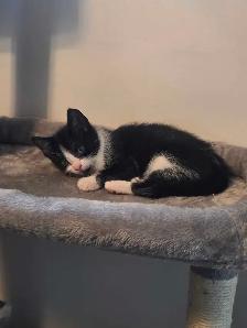 sweet kitten - Photo 2