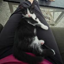 sweet kitten - Photo 3