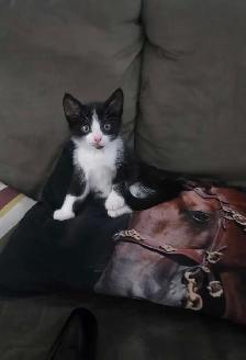 sweet kitten - Photo 7