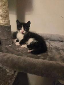 sweet kitten - Photo 8