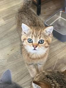 BRITISH SHORTHAIR FEMALE