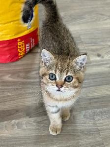 BRITISH SHORTHAIR FEMALE - Photo 2