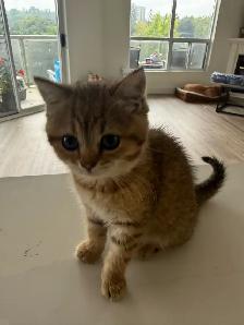 BRITISH SHORTHAIR FEMALE - Photo 7