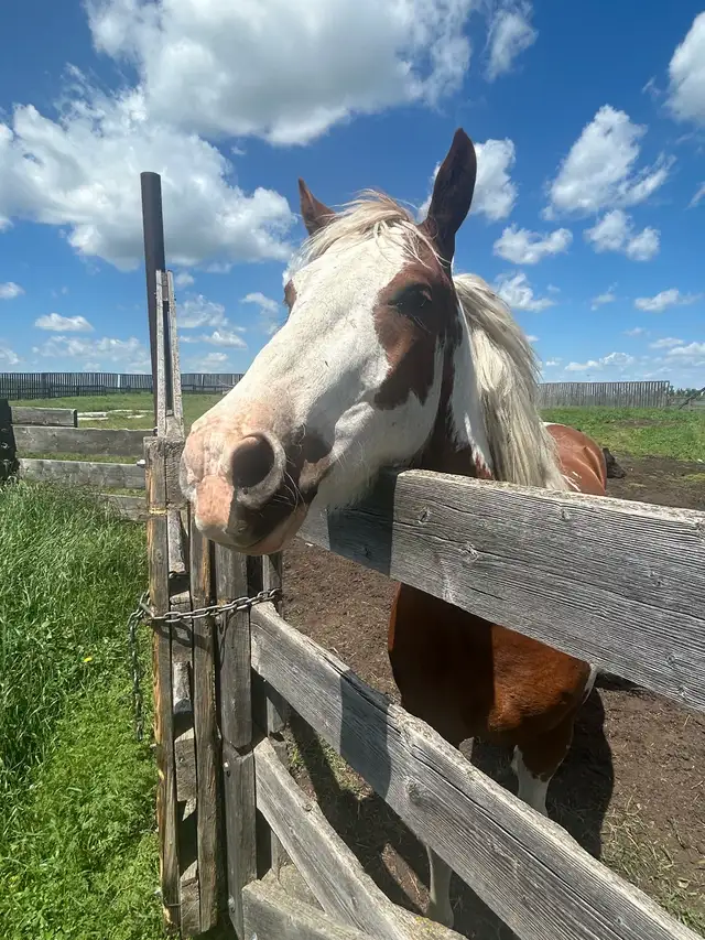 Paint Gelding