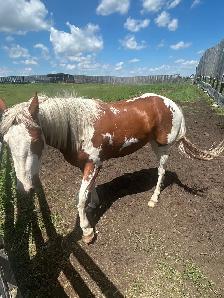 Paint Gelding - Photo 2