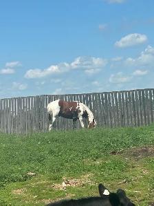 Paint Gelding - Photo 3