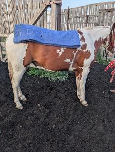 Paint Gelding - Photo 4