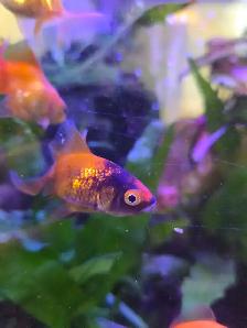 Poissons d'eau froide
