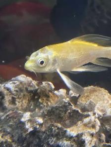 Poissons d'eau froide - Photo 2