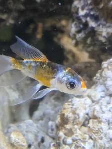 Poissons d'eau froide - Photo 3