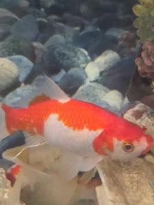 Poissons d'eau froide - Photo 4