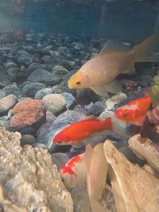 Poissons d'eau froide - Photo 5