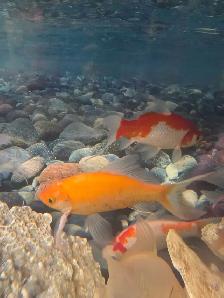Poissons d'eau froide - Photo 6