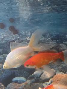 Poissons d'eau froide - Photo 7